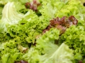 Sarter-Bonn-Catering-02-2194