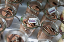 partyservice-sarter-bonn-06-4